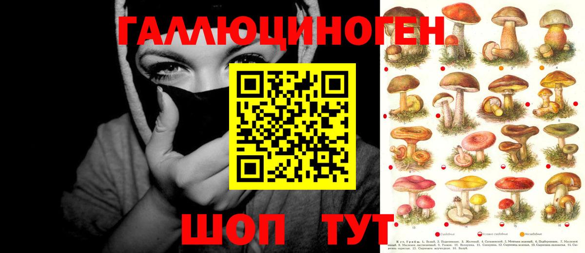 Псилоцибиновые грибы Psilocybine cubensis Гатчина